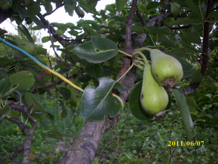 DSCI0337 - 2011 primele fructe de vara