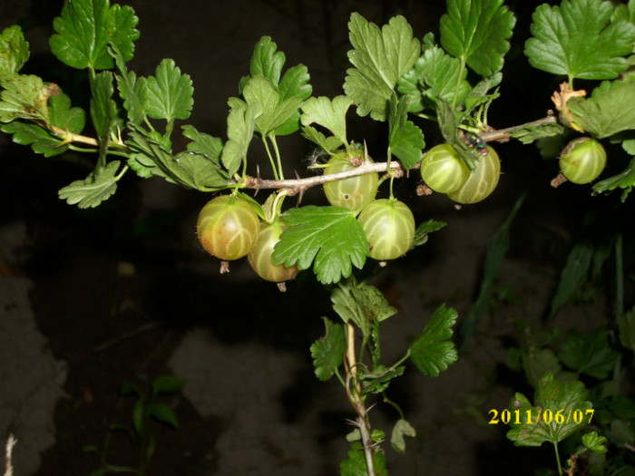 DSCI0364 - 2011 primele fructe de vara
