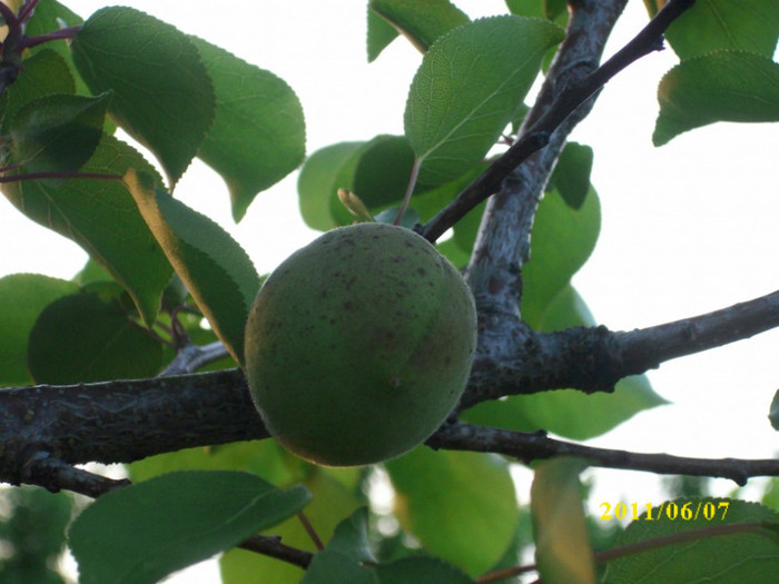 cais - 2011 primele fructe de vara