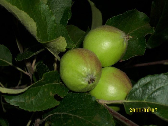 mere de vara - 2011 primele fructe de vara