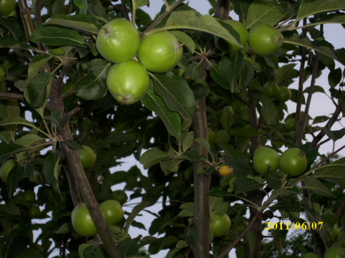 DSCI0356 - 2011 primele fructe de vara
