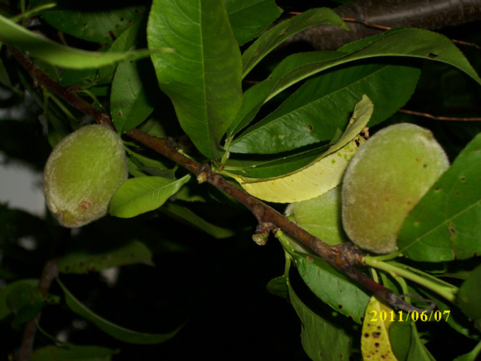DSCI0359 - 2011 primele fructe de vara