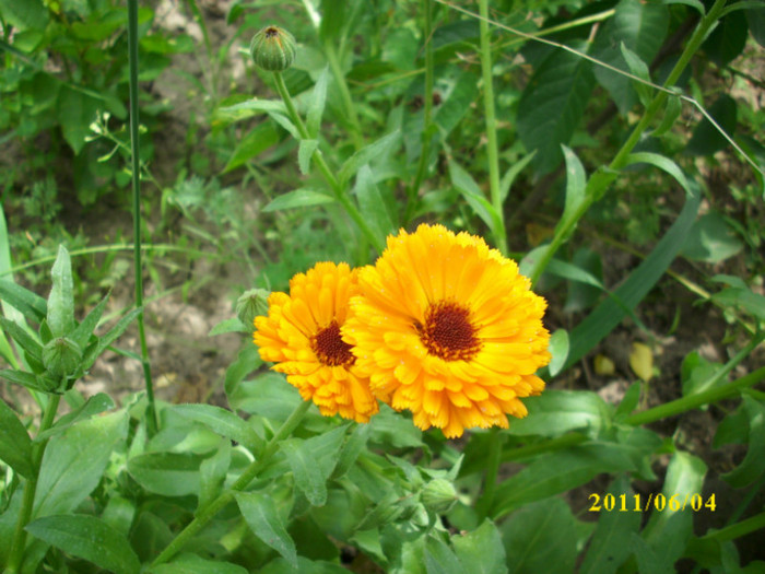 flori de galbenele - 2011 plante aromatice si medicinale