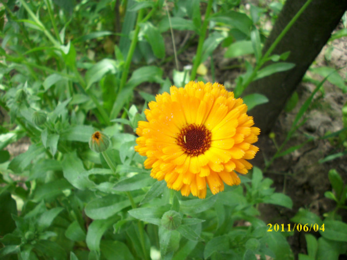 calendula officinalis galbenele - 2011 plante aromatice si medicinale