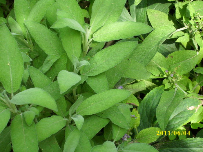 salvie medicinala salvia officinalis - 2011 plante aromatice si medicinale