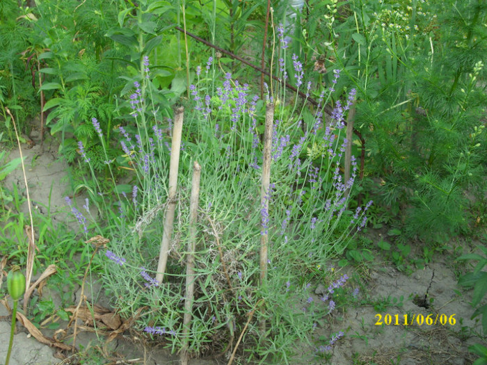 lavanda - 2011 plante aromatice si medicinale