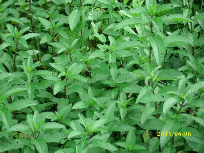 menta mentha piperita