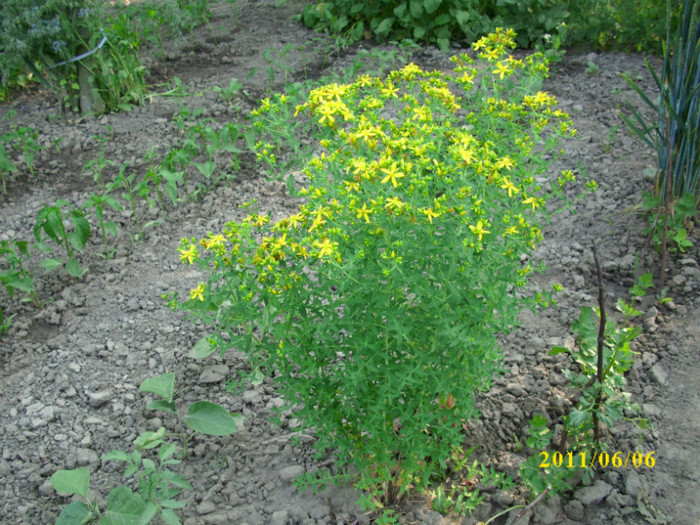 tufe de sunatoare - 2011 plante aromatice si medicinale