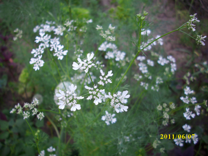 coriandrul coriandrum sativum