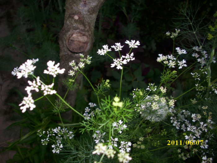 DSCI0321 - 2011 plante aromatice si medicinale