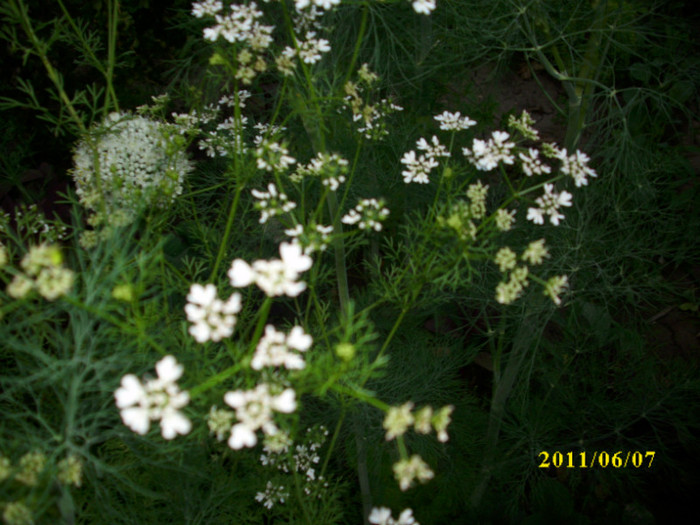 DSCI0322 - 2011 plante aromatice si medicinale
