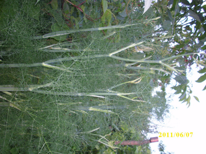 fenicul - 2011 plante aromatice si medicinale