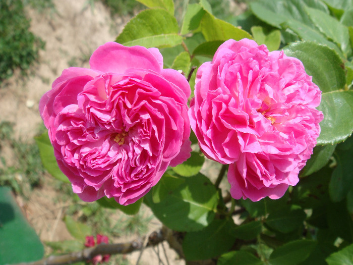 DSC02346 - Trandafiri