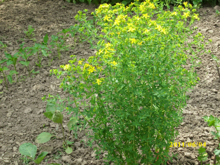 printre legume si flori cresc plantele medicinale - 2011 vara imagini din gradina