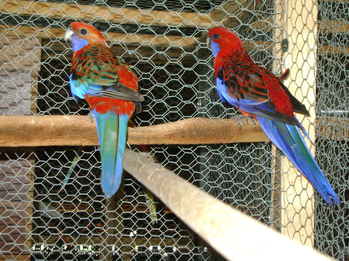 Pereche Rosella Penant - Rosella-Penant-Orange-3