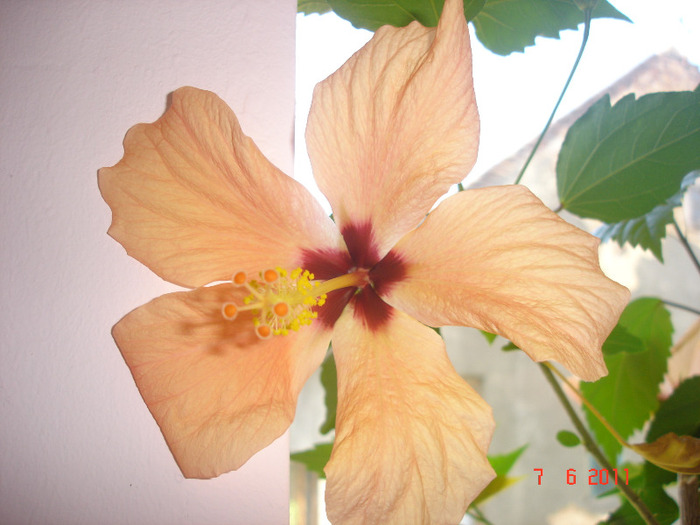 prima floare cairo apricot - hibiscus 2011