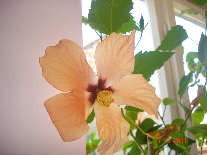 7.06.11 - hibiscus 2011