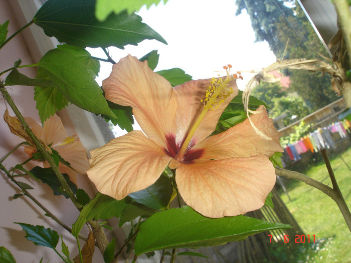 7.06.11 - hibiscus 2011