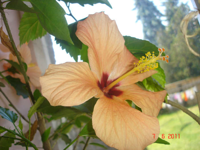 7.06.11 - hibiscus 2011