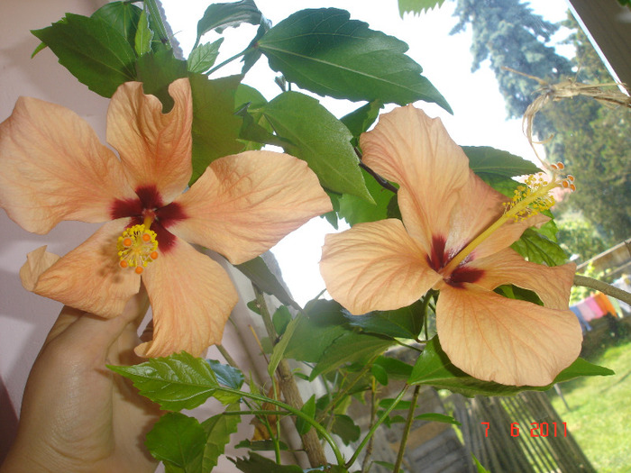 7.06.11 - hibiscus 2011