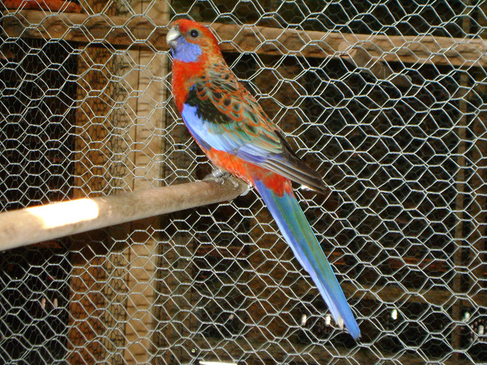 Picture 951 - Rosella-Penant-Orange-3