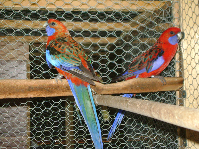 Picture 963 - Rosella-Penant-Orange-3