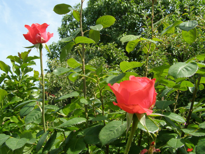 P4255865