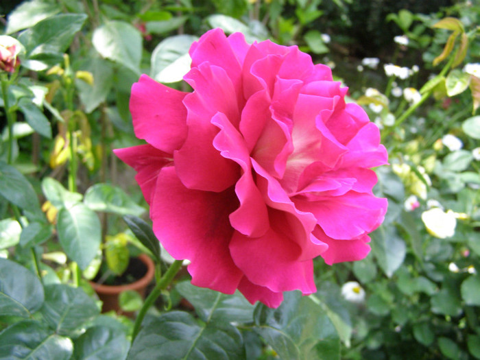 P4255868