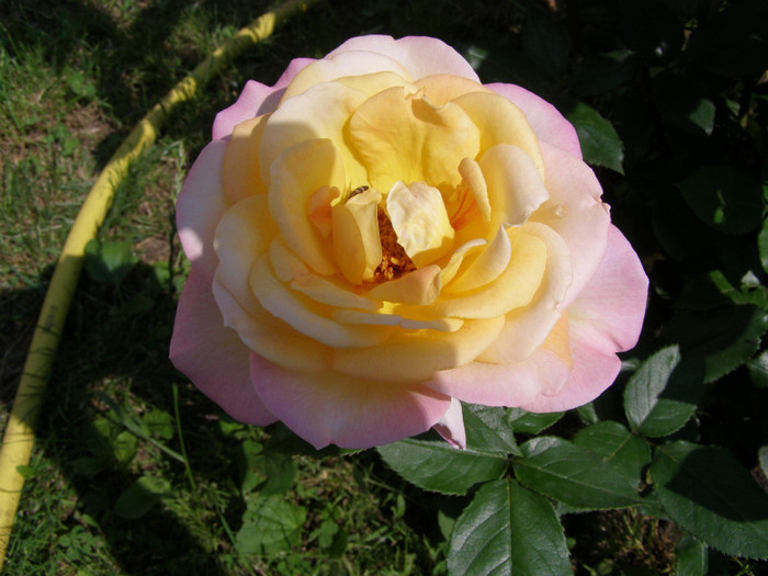 P4215827