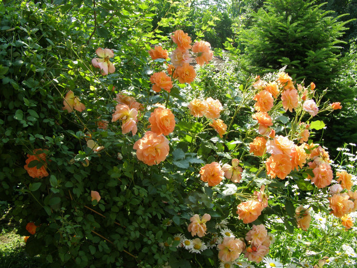P4215832