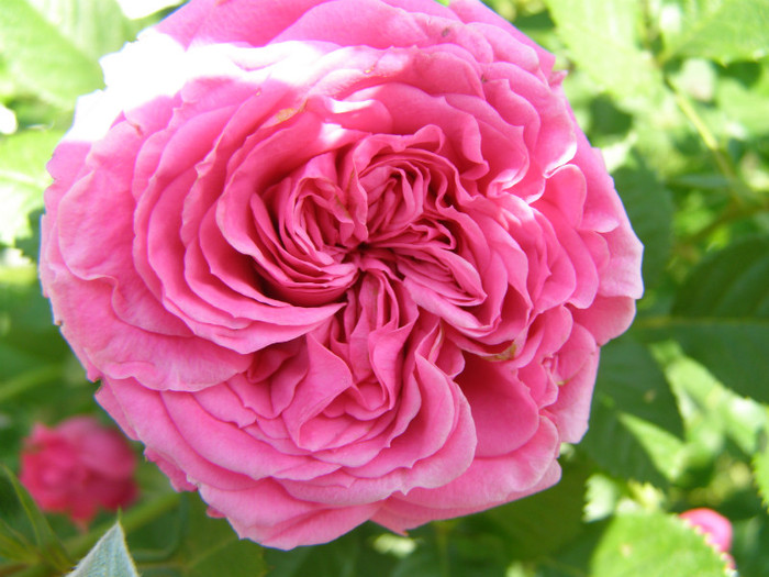 P4215837