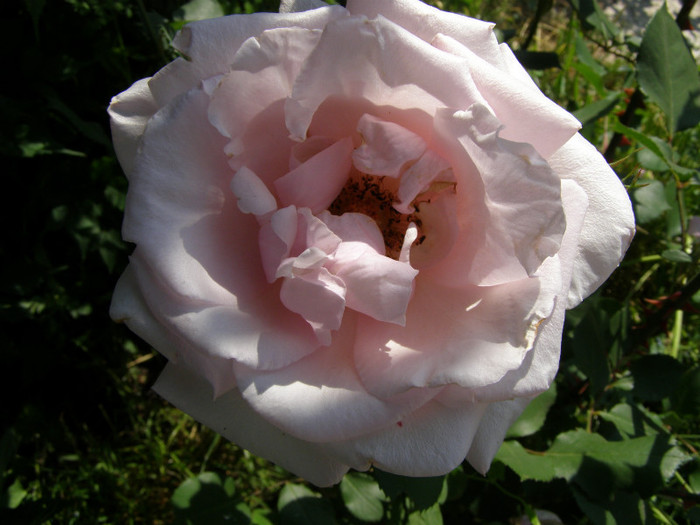 P4215839