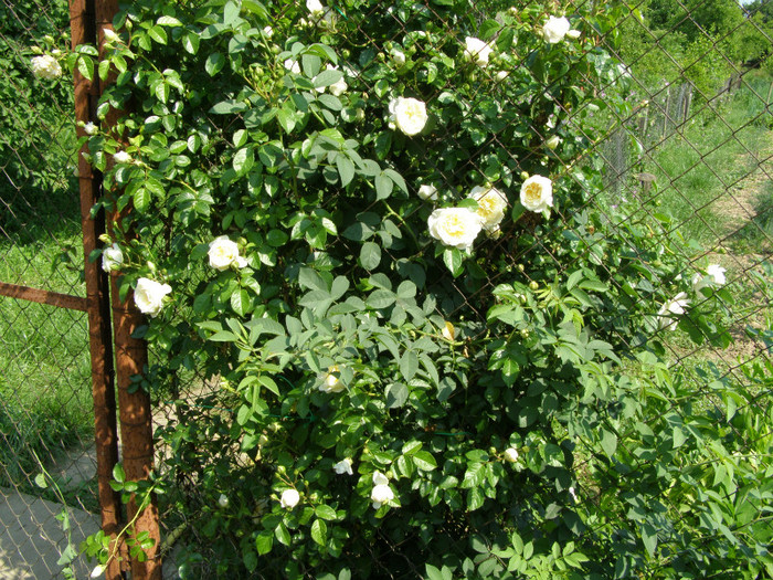 P4215841 - Gradina 2011