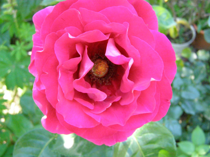 P4245858