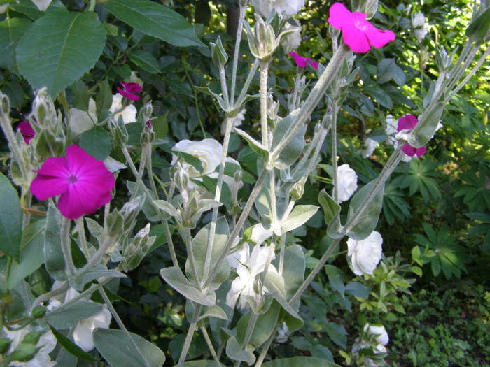P4225855