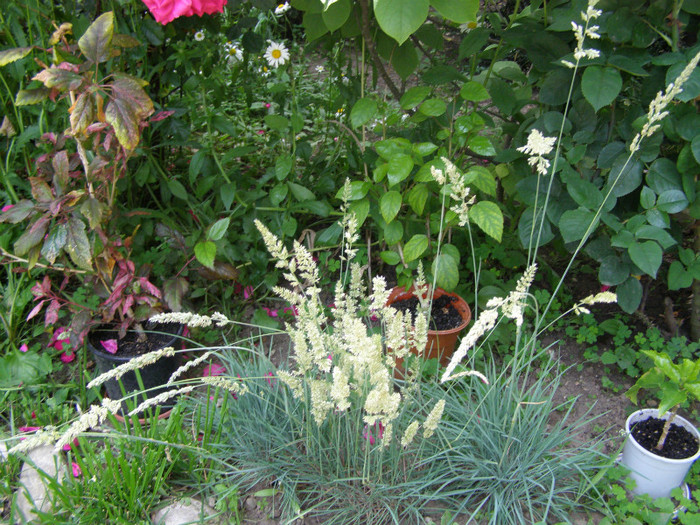 P4255869