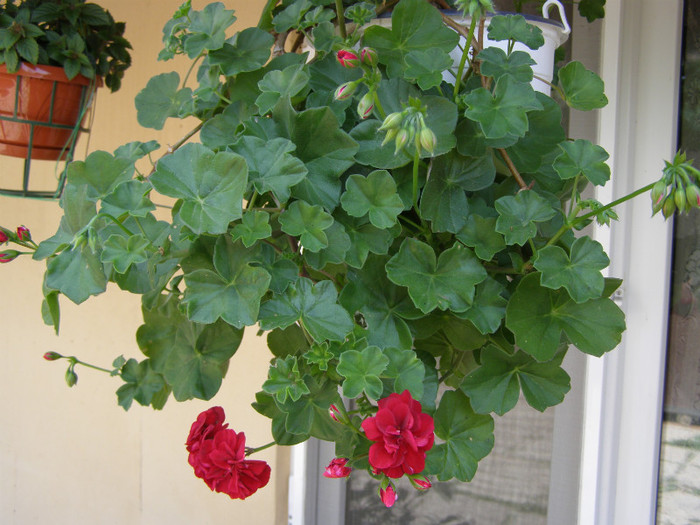 Muscata produsa de Ionut de la Craiova