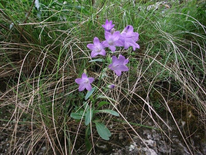 clopoţei de munte
