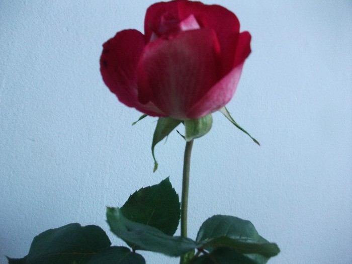 trandafir - trandafir