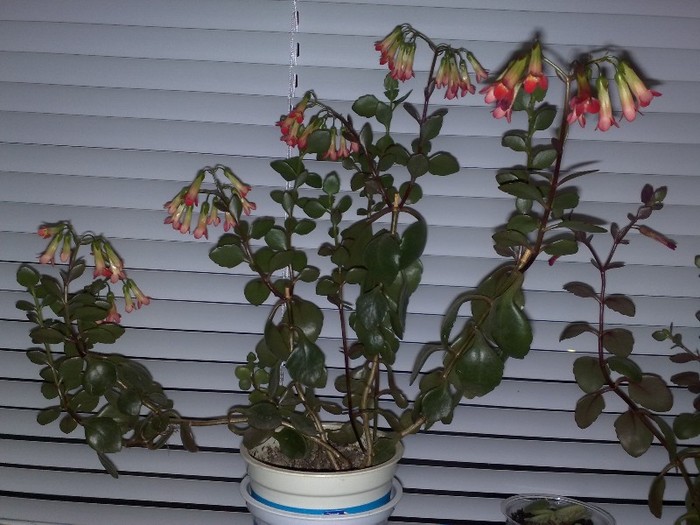 kalanchoe clopotel - kalanchoe