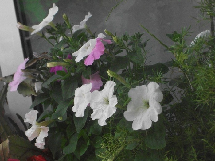 imaginile mele 1148