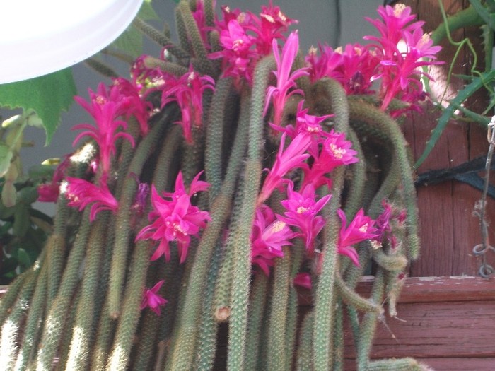 coada sobolanului=aporocactus flagelliformis