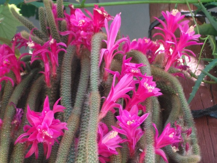 coada sobolanului=aporocactus flagelliformis