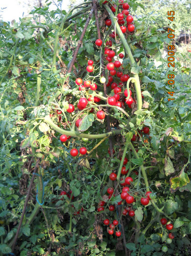 Cherry - gradina de legume si fructe
