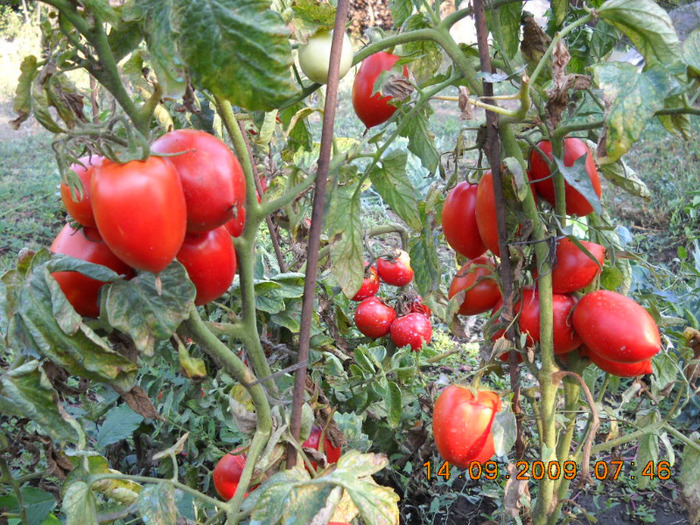 Romek - gradina de legume si fructe