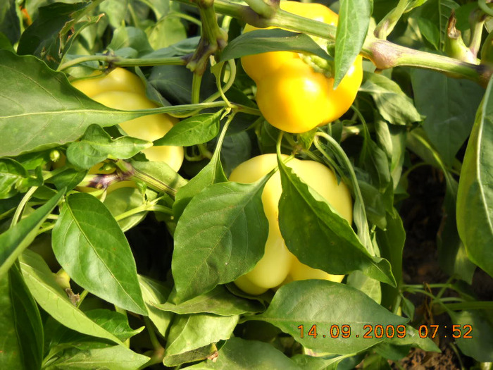 ardei gras - gradina de legume si fructe