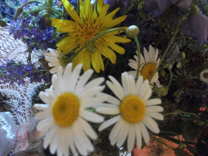 imaginile mele 1224 - alte flori