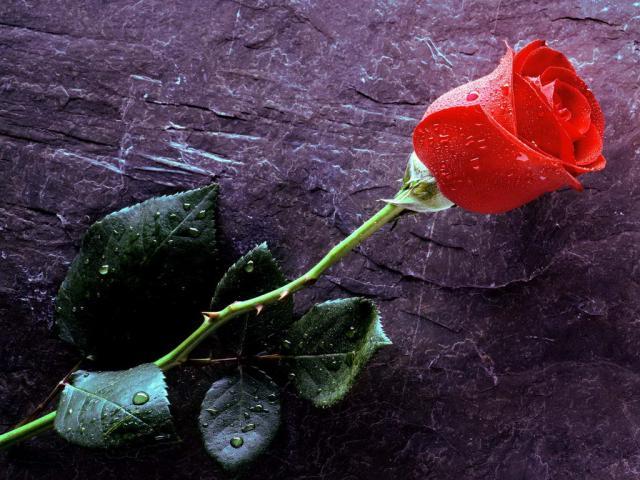 red rose; Un trandafir rosu este o splendoare!
