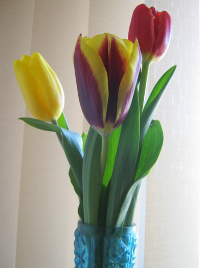 tulips - Diverse Flori