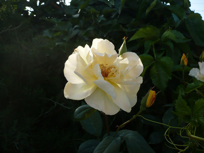 P1070702 - GRADINA 2011